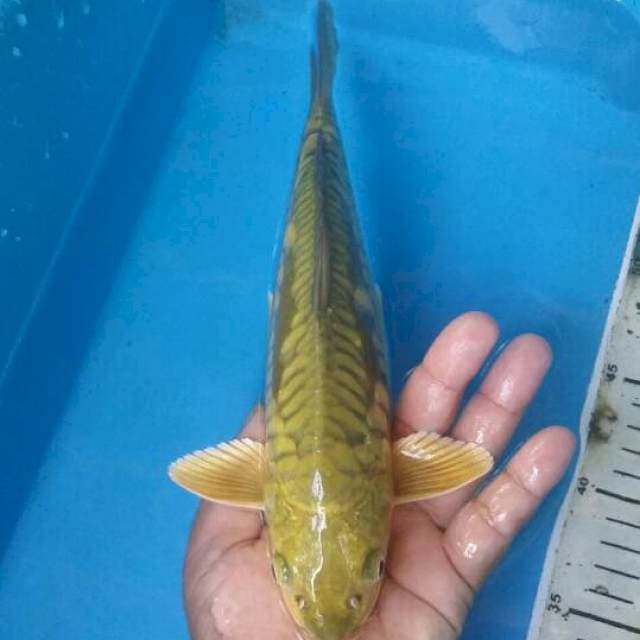 Ijo aragoke