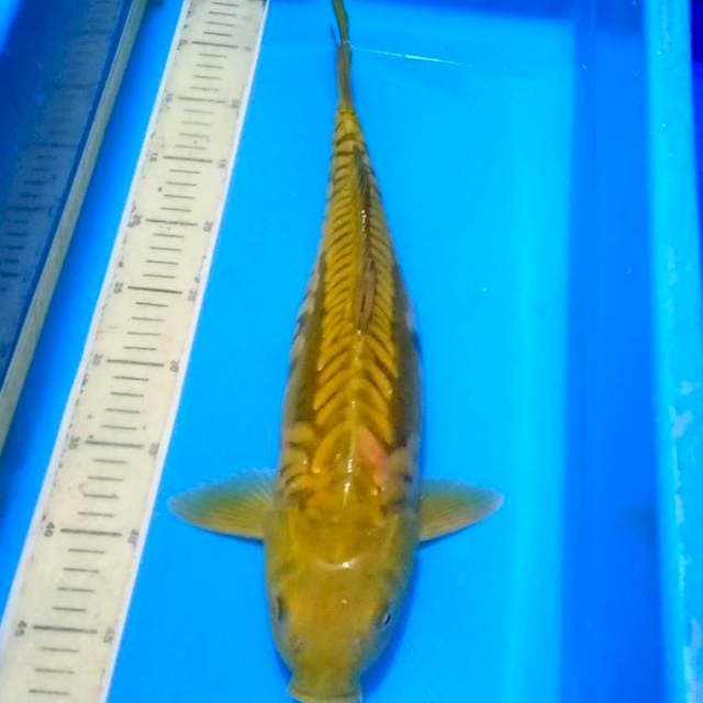 Penjinak kolam 45cm