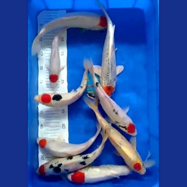 Paket cilot siip (rata" 30cm up dibawah 30cm cuma 1 ekor paling besar 34cm) 9ekor orisinil siip