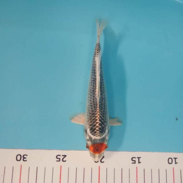 Tancho kujaku 20cm siip