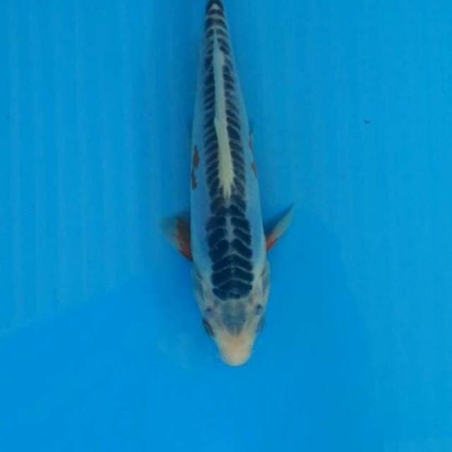 Shusui 20cm