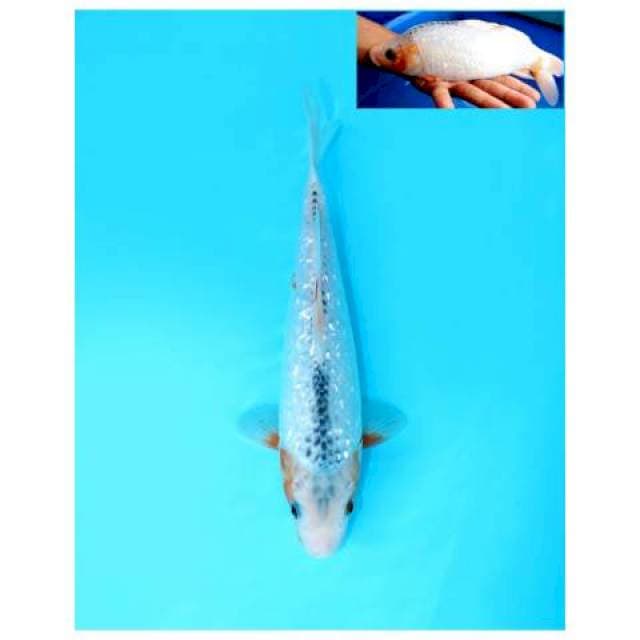 ASAGI GINRIN FEMALE 27 CM