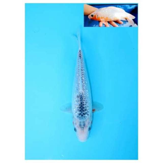 ASAGI GINRIN FEMALE 26 CM