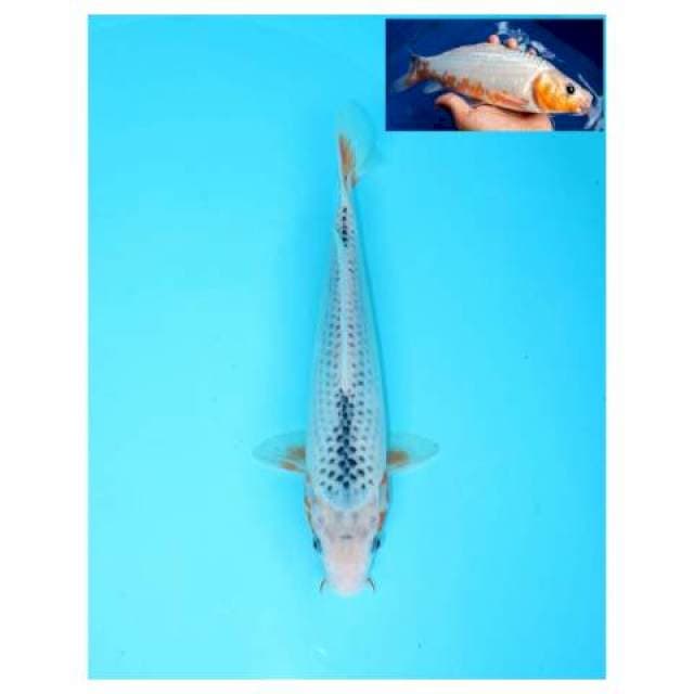 ASAGI FEMALE 28 CM