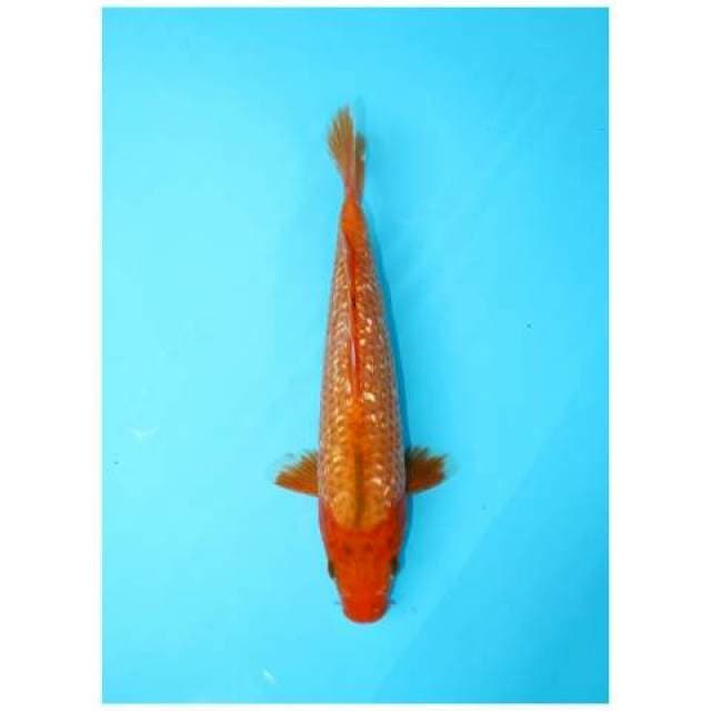 HI ASAGI GINRIN FEMALE 26 CM