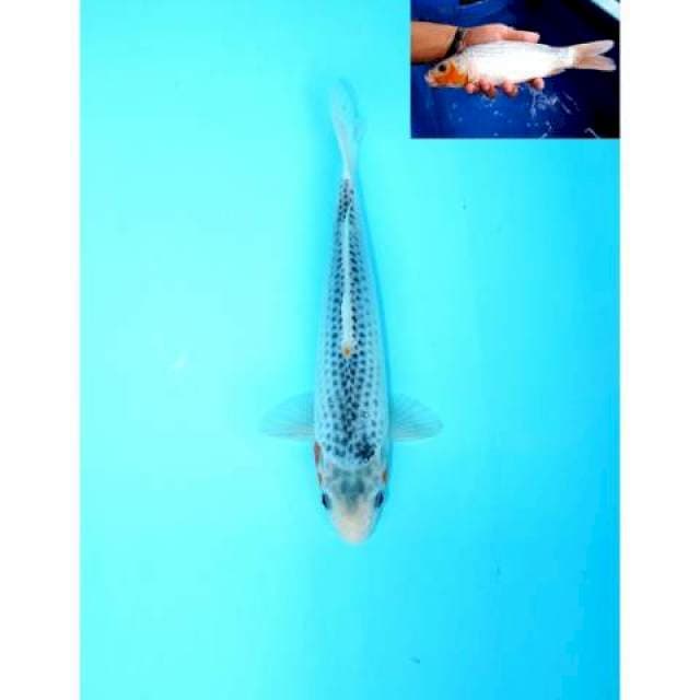 ASAGI MALE 25 CM