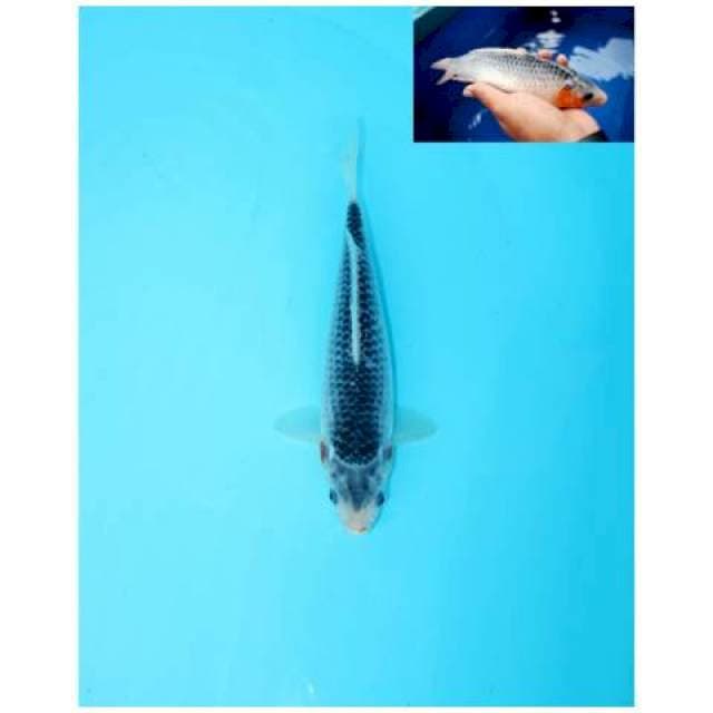ASAGI FEMALE 23 CM