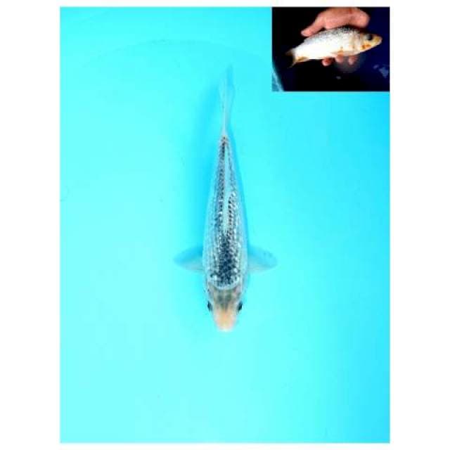 ASAGI MALE 23 CM