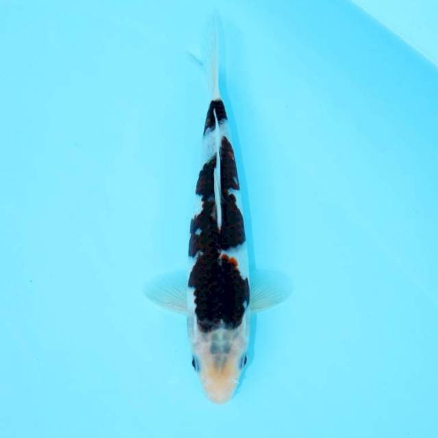 BUDO GOROMO 24 CM MALE