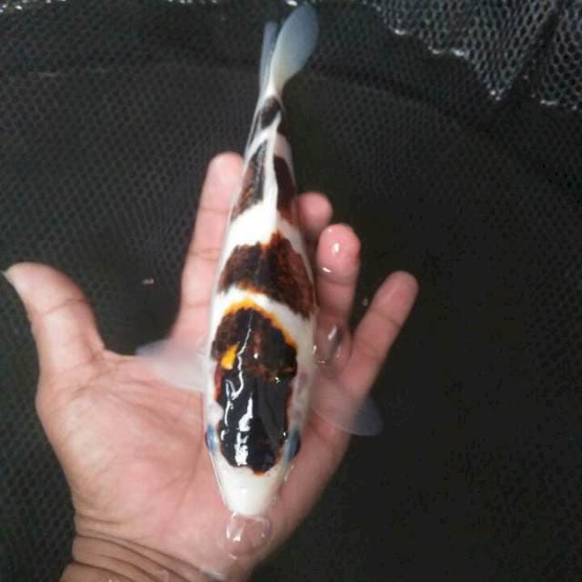 26 cm bodo goromo