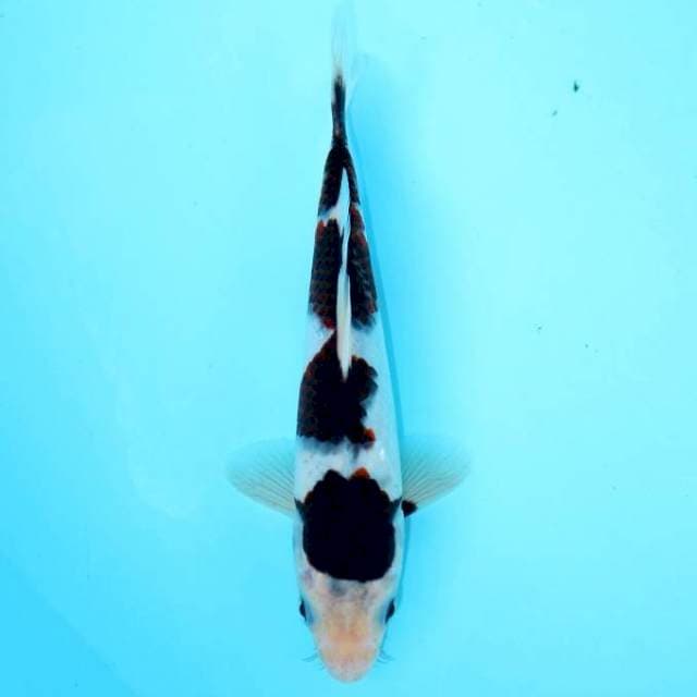 BUDO GOROMO 20 CM MALE