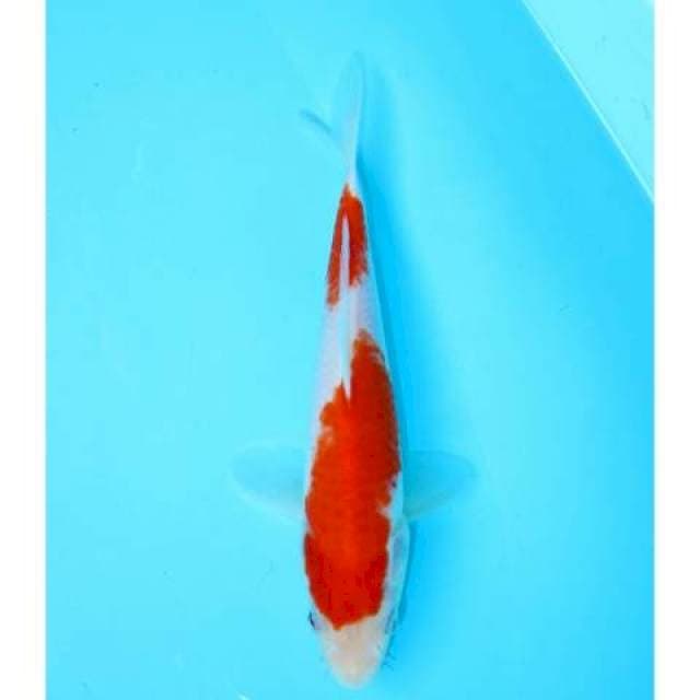 NIDAN KOHAKU 22 CM MALE