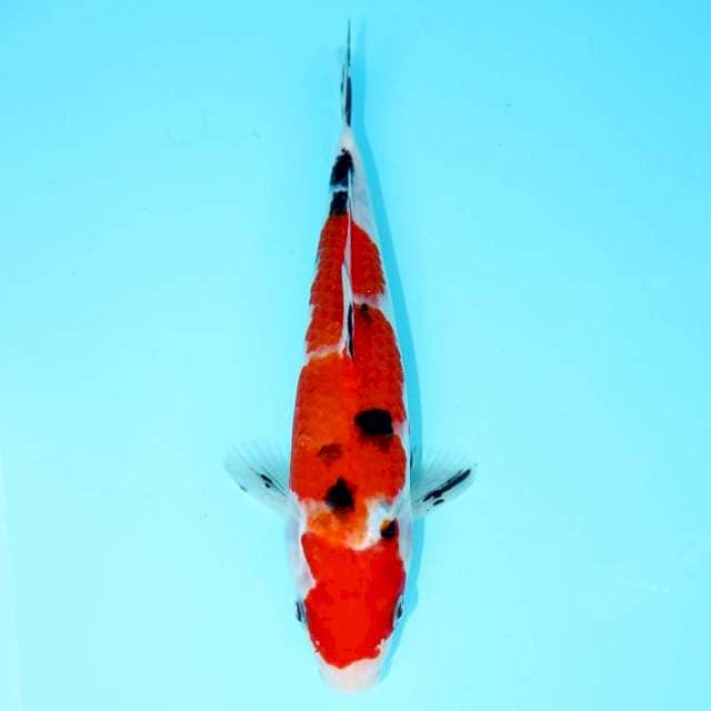 SANKE 24 CM MALE