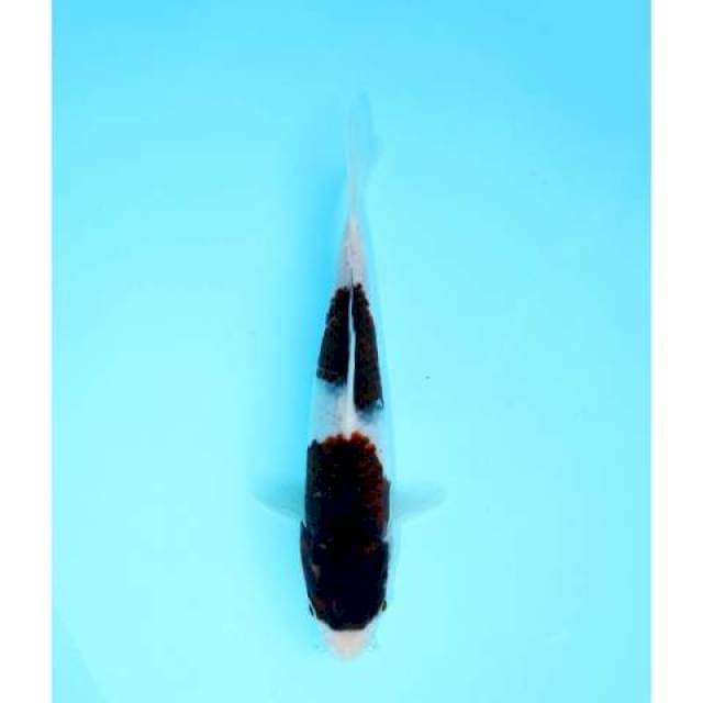 NIDAN GOROMO 20 CM FEMALE