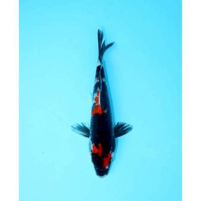 SHOWA SANSHOKU 20 CM FEMALE