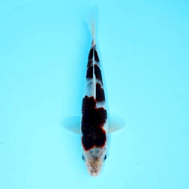 GOROMO 20 CM FEMALE