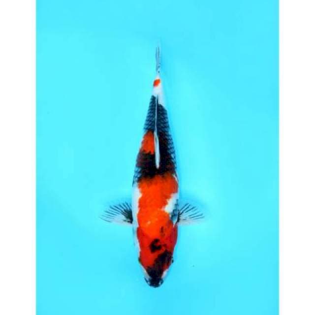 SHOWA 48 CM FEMALE