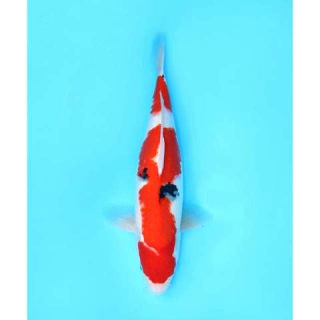 SANKE 45 CM FEMALE