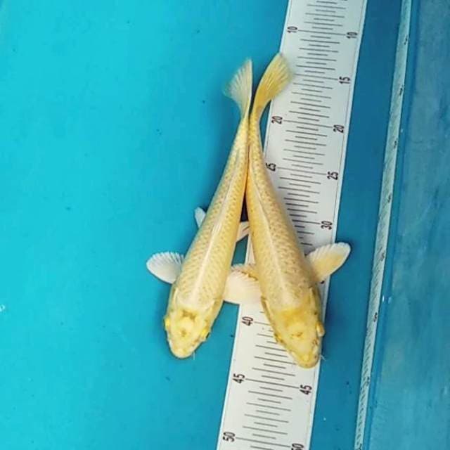 Yamabuki ogon 27,30cm