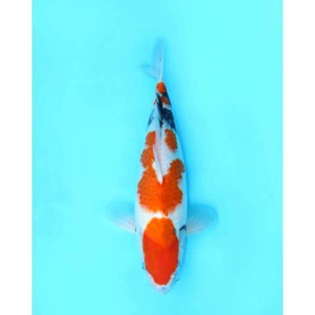 SHOWA TATEGOI 45 CM FEMALE