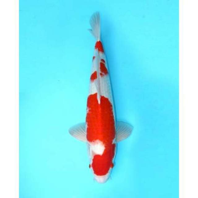 KOHAKU 52 CM 
