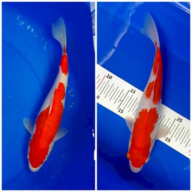 Kohaku 30cm.27cm