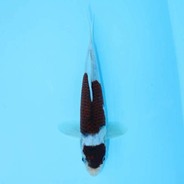 NIDAN GOROMO 18 CM MALE
