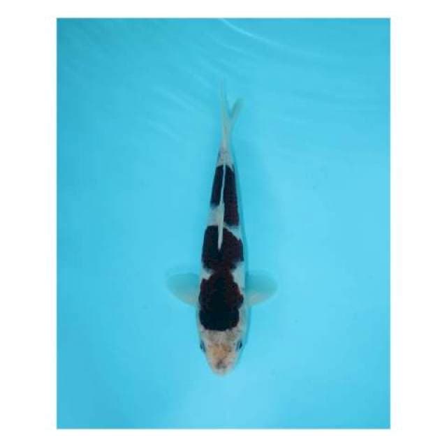 GOROMO 22 CM MALE