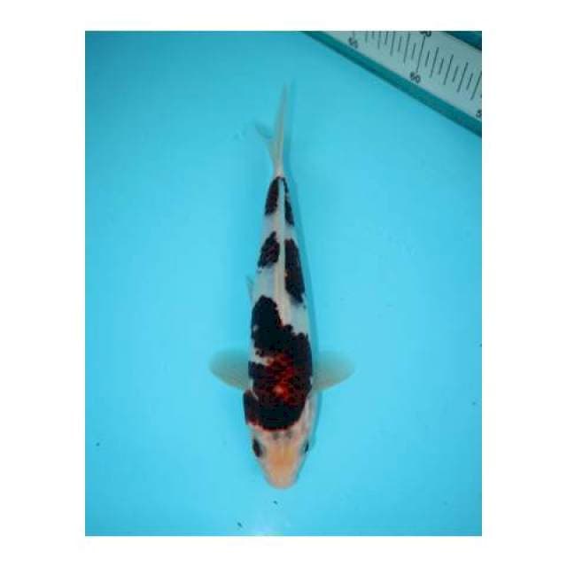 GOROMO 23 CM FEMALE