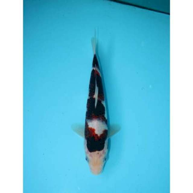 GOROMO 22 CM FEMALE