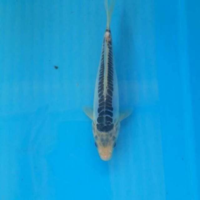 Shusui 19cm