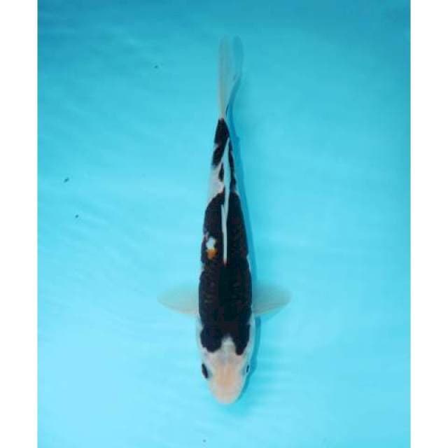 GOROMO 20 CM MALE