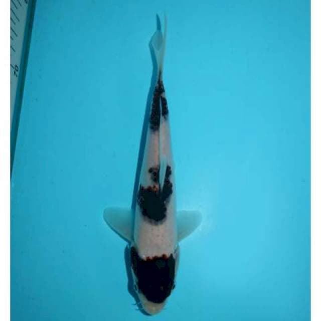 GOROMO 18 CM MALE