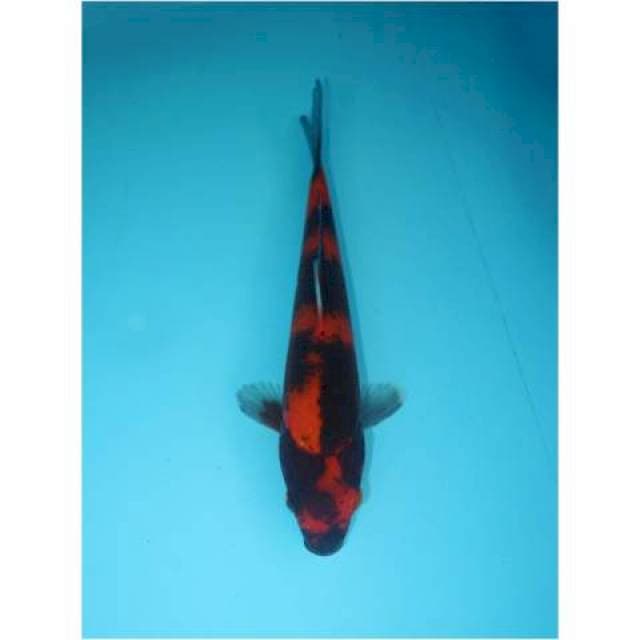HI SHOWA 21 CM FEMALE