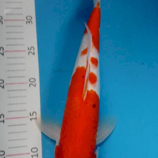 Kohaku bocor dikit