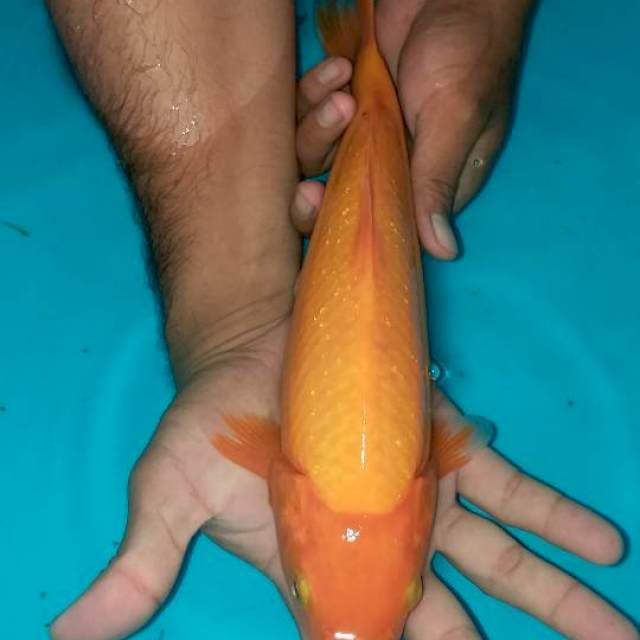 Benigoi plus