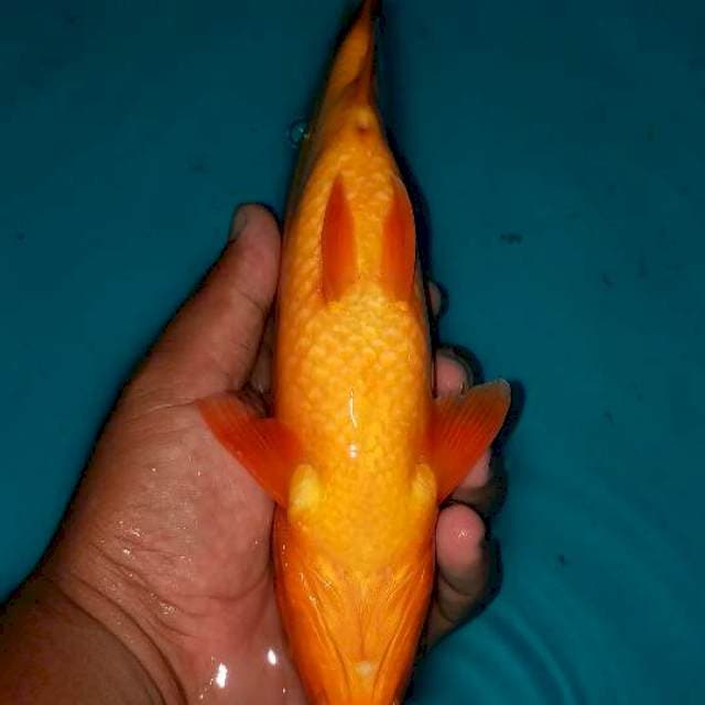 Benigoi plus