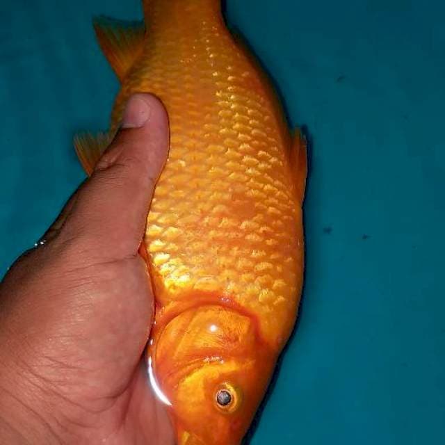 Benigoi plus
