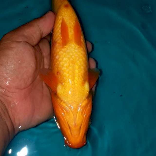 Benigoi plus