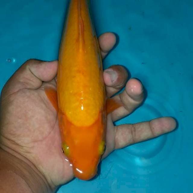 Benigoi plus