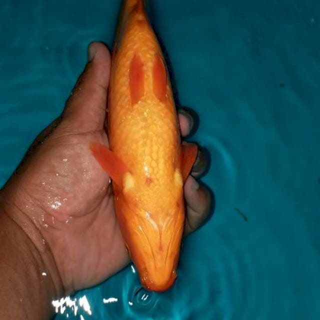 Benigoi plus