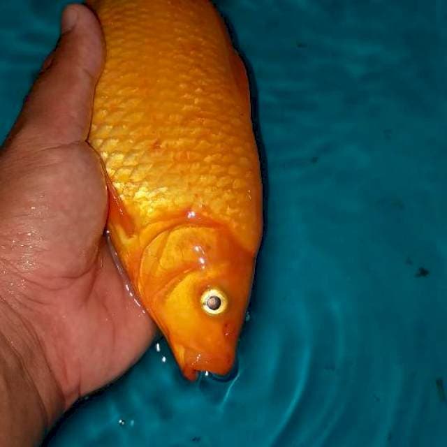 Benigoi plus