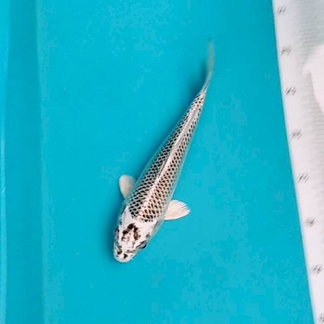 Gin matsuba jaring bagus 26cm