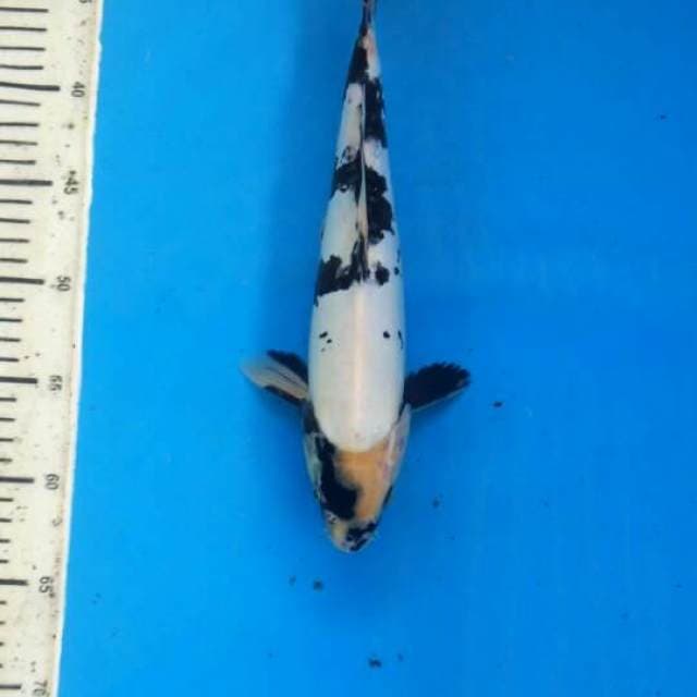 Male Doitsu shiro 31cm