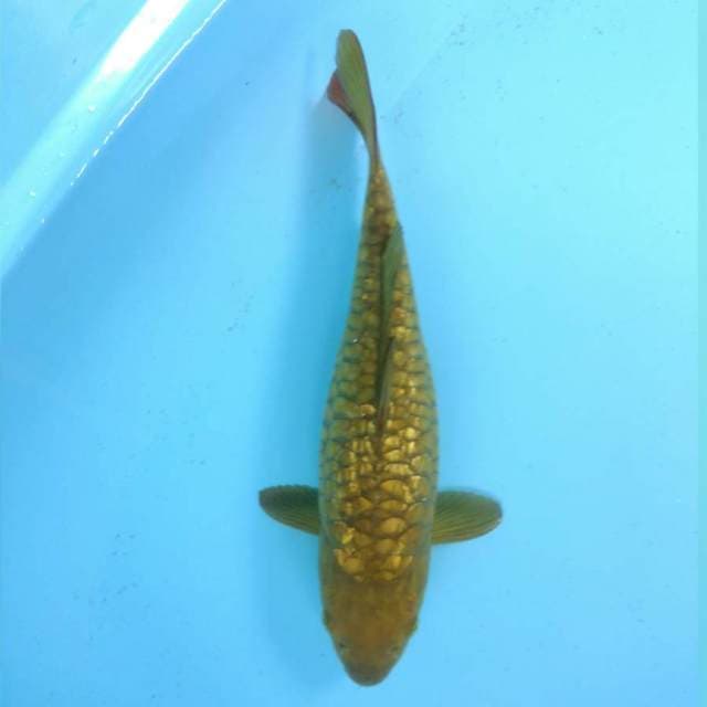 Ginrin sisik gajah 36 cm