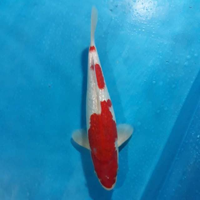 Kohaku Ginrin