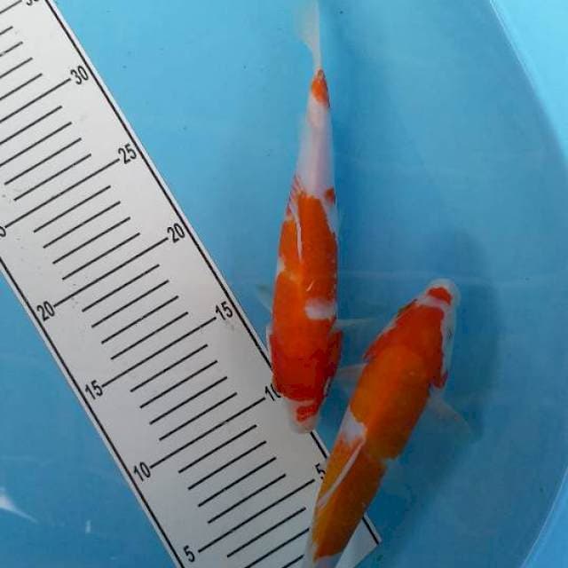 Kohaku 25bu