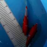 Kohaku 25bu