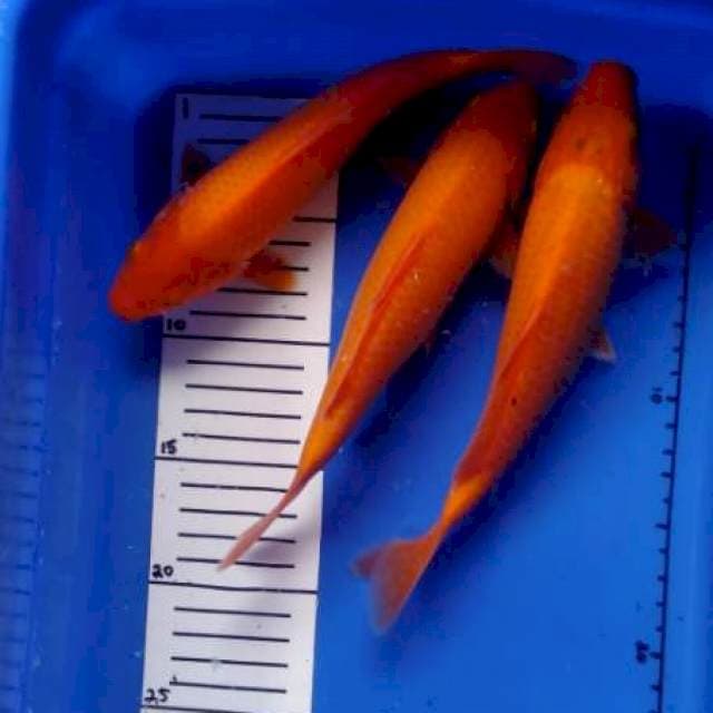 Red karashi