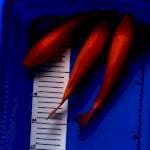 Red karashi